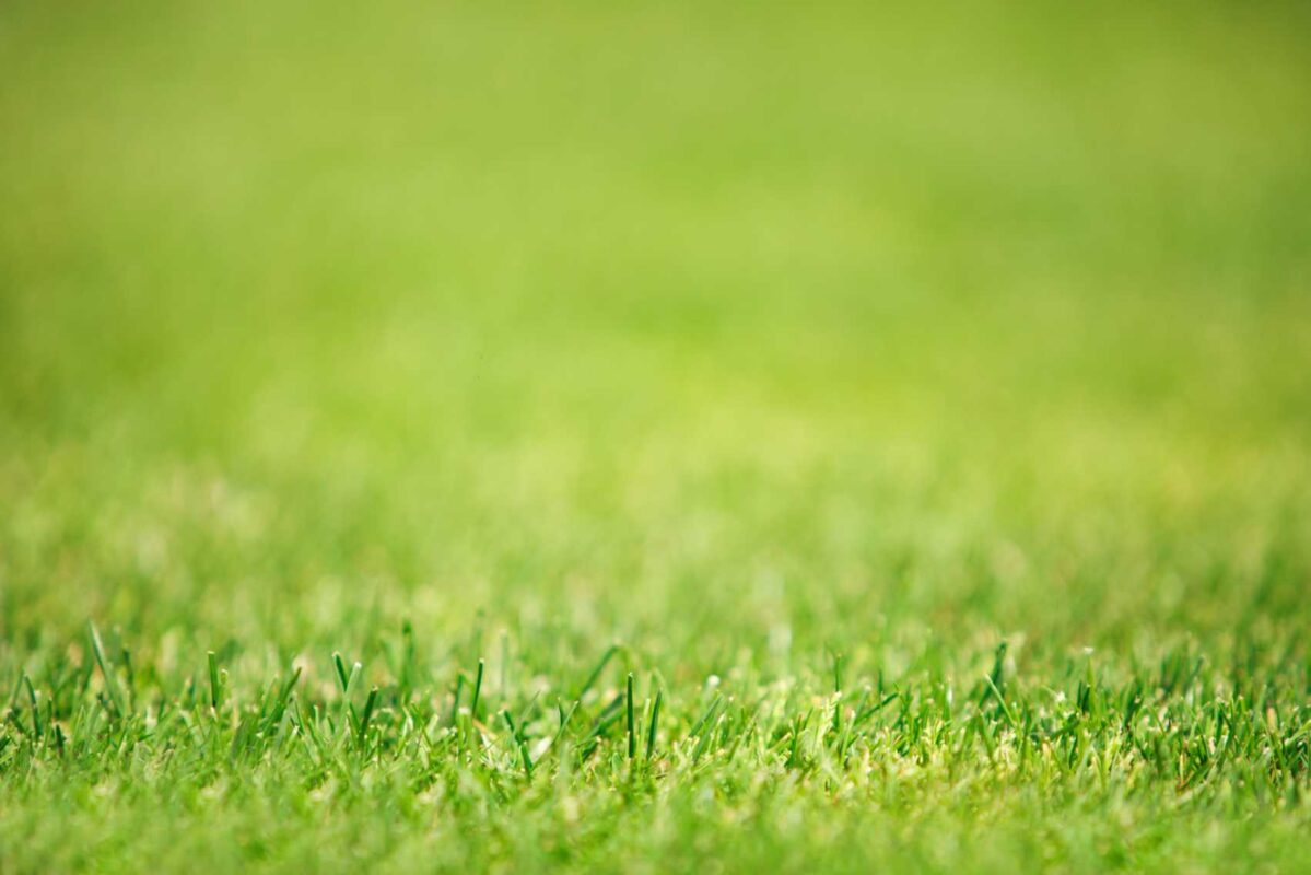 oasis turf de Artegrass.cl